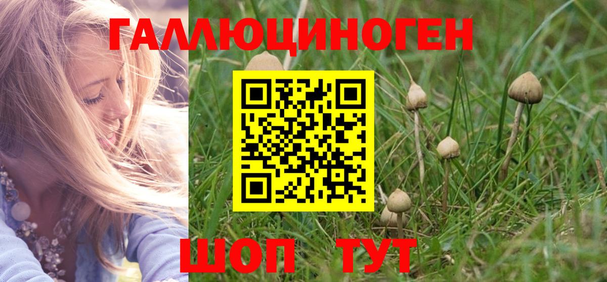 Галлюциногенные грибы Psilocybe Ишим